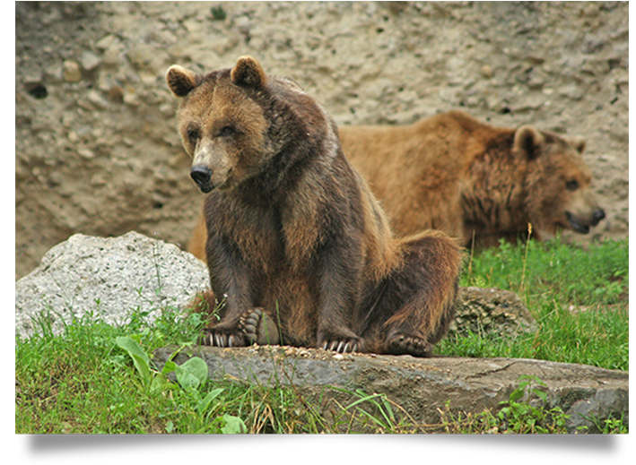 Braunbär sitzend