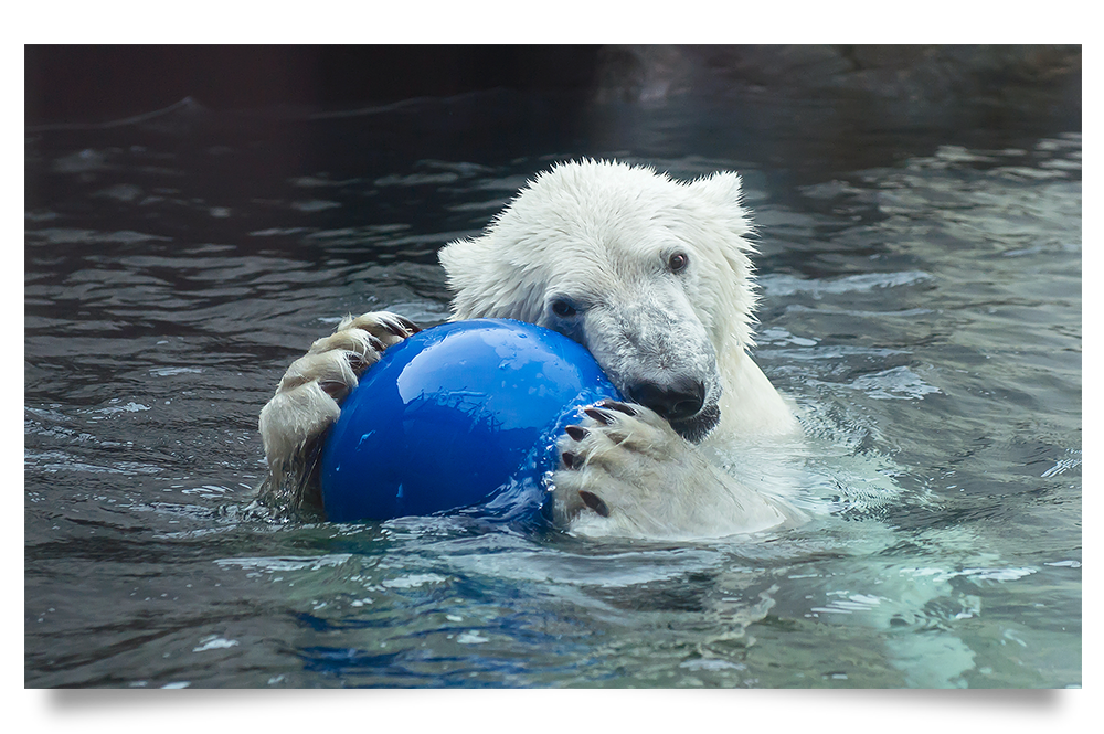 Eisbär spielt mit Ball