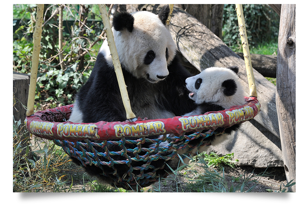 Pandabär beim Schaukeln