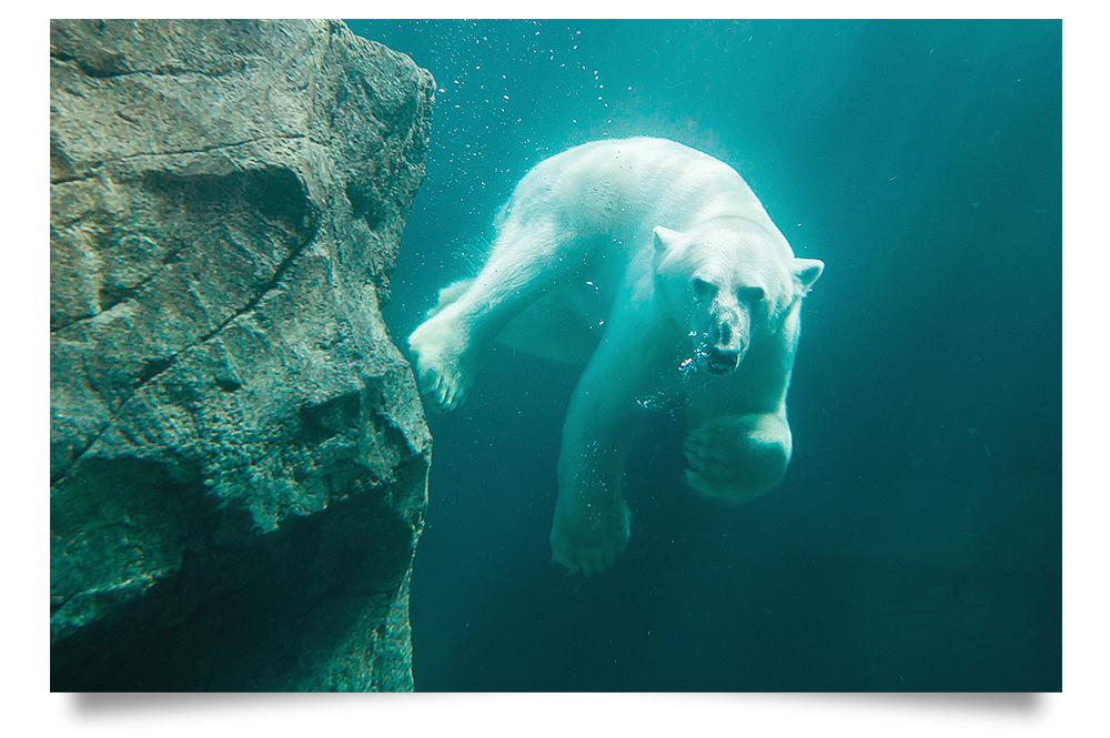 Eisbär schwimmt im Wasser