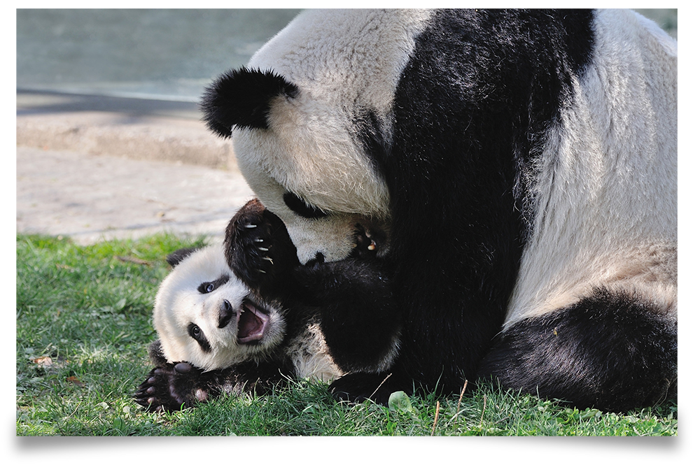 Großer Panda spielt mit Babypanda